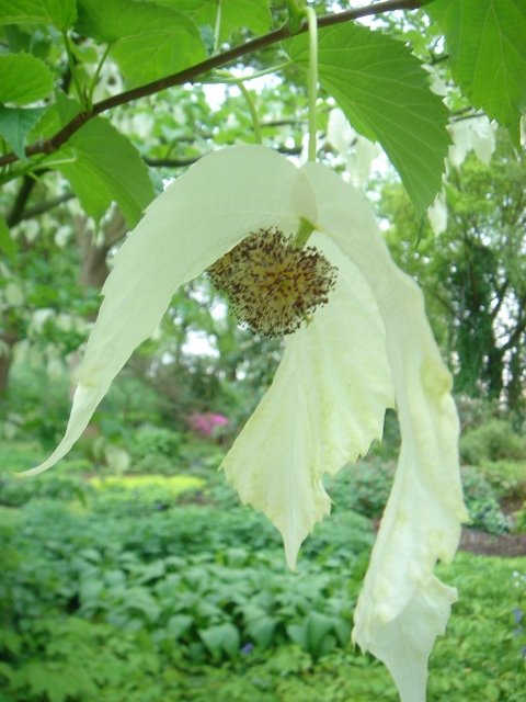 Davidia involucrata